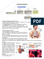 Apparato Respiratorio