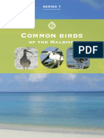 Maldives Bird Guide