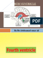 Fourth Ventricle