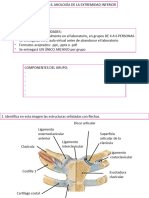 Actividad 7. Osteoartrología de La Extremidad Superior