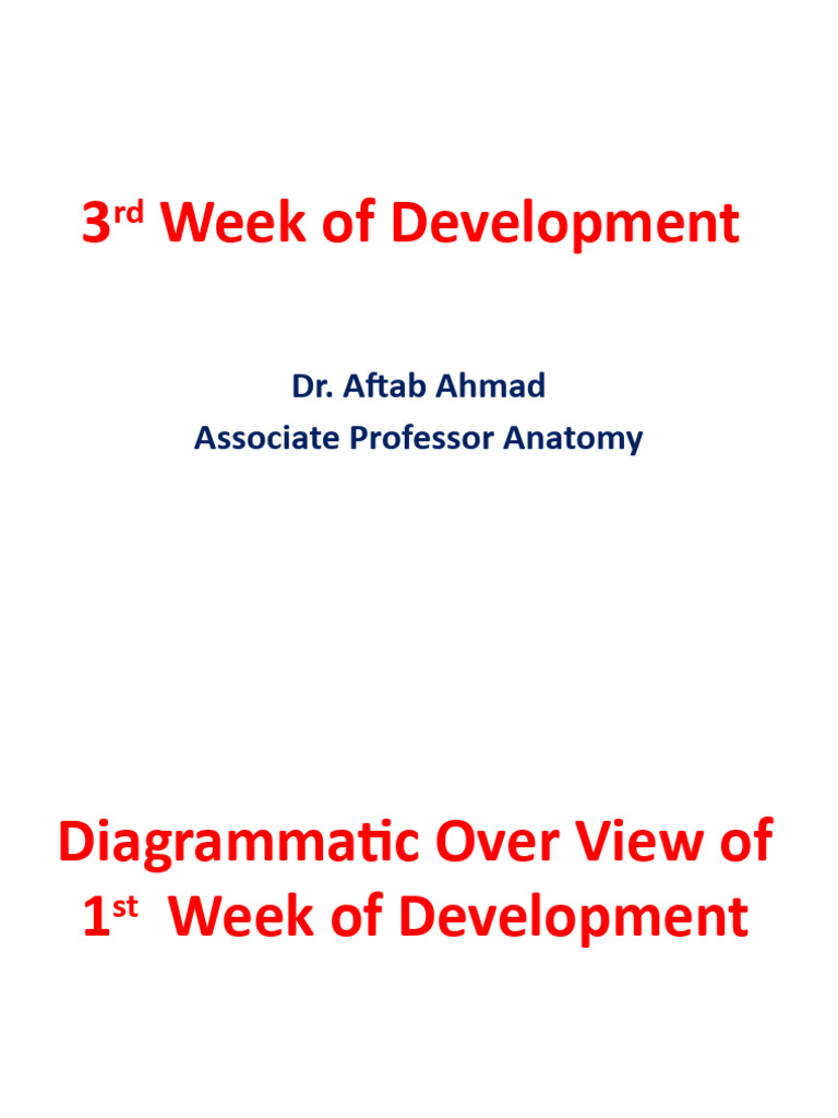 3rd Week of Development Embryology | Download Free PDF | Zoology ...