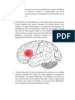 La Comunicación Humana Es Un Proceso Complejo Que Involucra Múltiples Áreas Del Cerebro y Sistemas Neurales