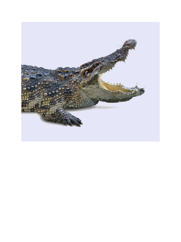 Crocs | PDF