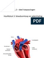 H3 Bloedsomloop en Ademhaling