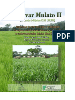 Cultivar Mulato II