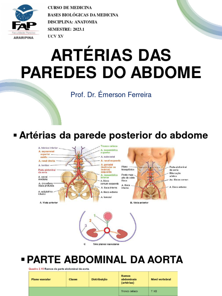 Artérias da Parede Abdominal: Anatomia | PDF | Abdômen | Anatomia