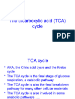 Cells and Sugars 6-TCA-student