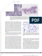 3DIAGNÒSTICO CITOLÒGICO Y HEMATÒLOGICO del perro y el gato ( 100 - 200 ) 03