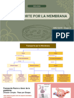 Infografia de Trasporte Por Membrana Celular