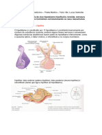 Tutoria Sistema Endócrino