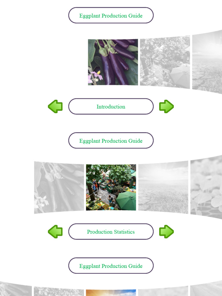 Comprehensive Eggplant Production Guide | PDF | Mulch | Eggplant