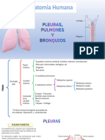 Anatomia Humana Cap 11 Pleura y Pulmones