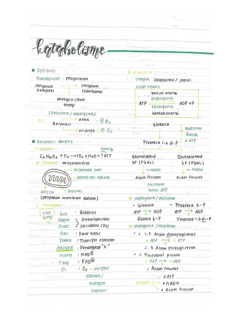 Katabolisme | PDF