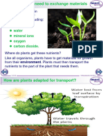 Exchanging Materials in Plants