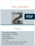 Enterobius Vermicularis