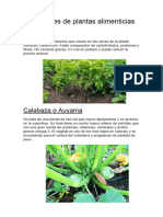 10 Nombres de Plantas Alimenticias