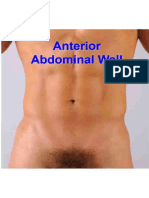 Anterior Abdominal Wall