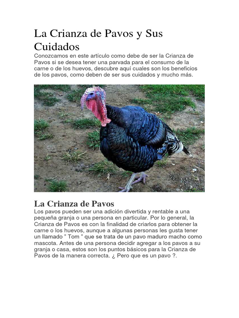 La Crianza de Pavos y Sus Cuidados Dentro de PDF Pollo