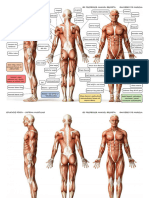 Sistema Muscular