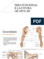 Anatomia Superficial de La Cintura Escapular