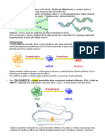 Zápis NK 2.část, Replikace, Proteosyntéza