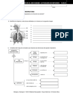 Anatomía Del Aparato Respiratorio