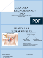 Glandula Suprarrenal, Pineal y Timo