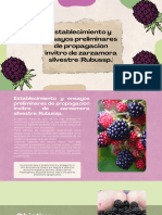 Establecimiento y Ensayos Preliminares de Propagacion Invitro de Zarzamora Silvestre (Rubussp.)