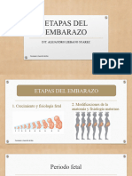 Etapas Del Embarazo