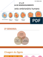 Primeira e Segunda Semana Embrionaria