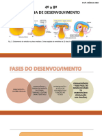 4º A 8º SEMANA DE DESENVOLVIMENTO EMBRIONARIO