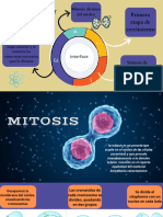 Ciclo Celular Eucariota, Mitosis y Meiosis
