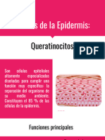 Células de La Epidermis - Queranocitos