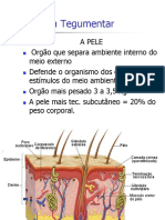 Sistema Tegumentar 1