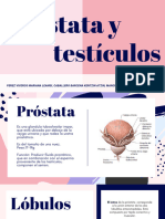 Próstata y Testículos: Perez Viveros Mariana Leamsi, Caballero Barcena Kentzin Atzin, Mancilla Flores Martha Michelle