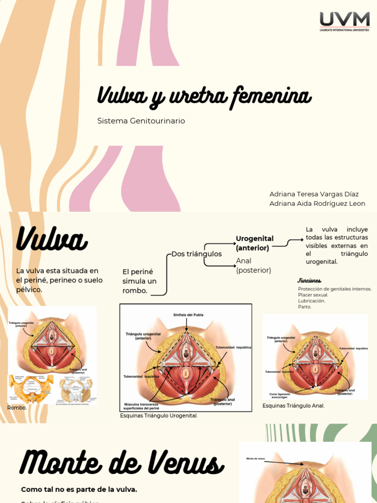 Anatomía de la Vulva y Uretra Femenina | PDF | Labios | Clítoris