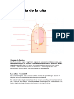 Anatomm