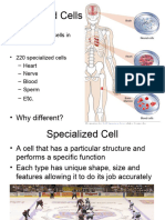 2specialized Cells