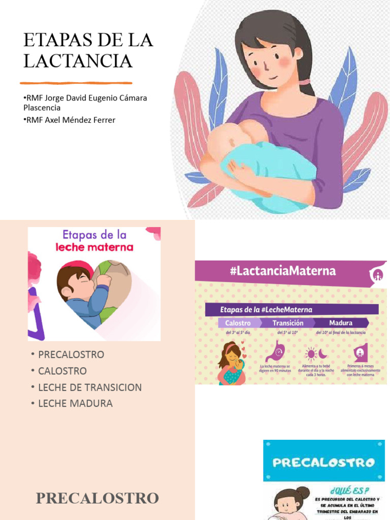 Etapas de la Lactancia Materna | PDF | Leche | La leche materna