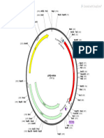 pJOQ-mKate Map