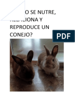 Información Conejos