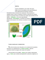 Tejido Fundamental