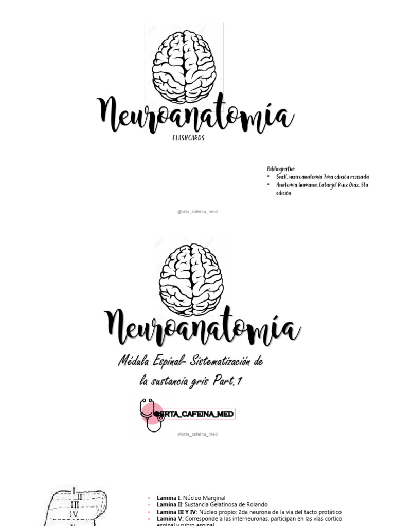 Flash Cards De Neuroanatomia Pdf Cerebelo L Bulo Temporal