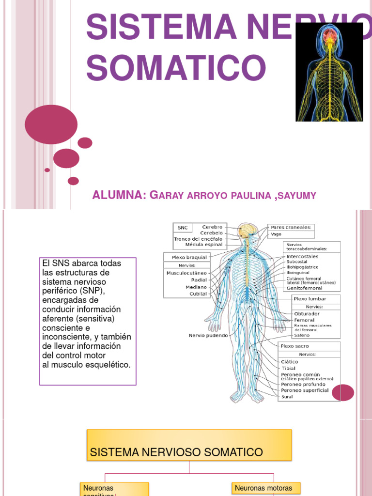 Sistema Nervioso Somatico: Alumna: G | PDF | Nervio | Médula espinal