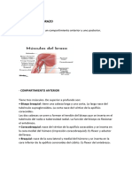 Informe M. Brazo e Inicio de Antebrazo)