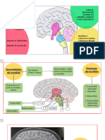 Tema 2 - Cerebo, Cerebelo, Tallo Encefalico
