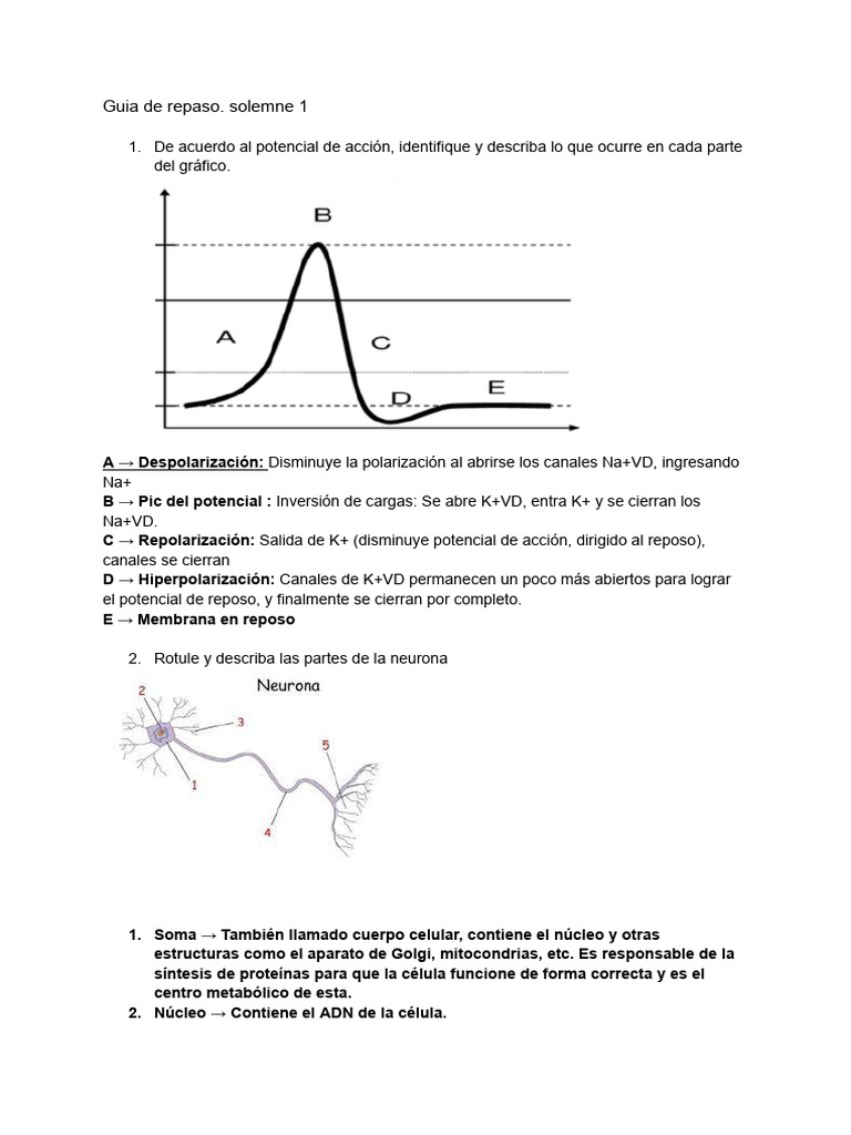 Neurona: Sinapsis y Potencial de Acción | PDF | Sinapsis | Potencial de ...