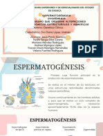 Espermatogénesis, Ovogénesis Y Alteraciones Cromosomicas