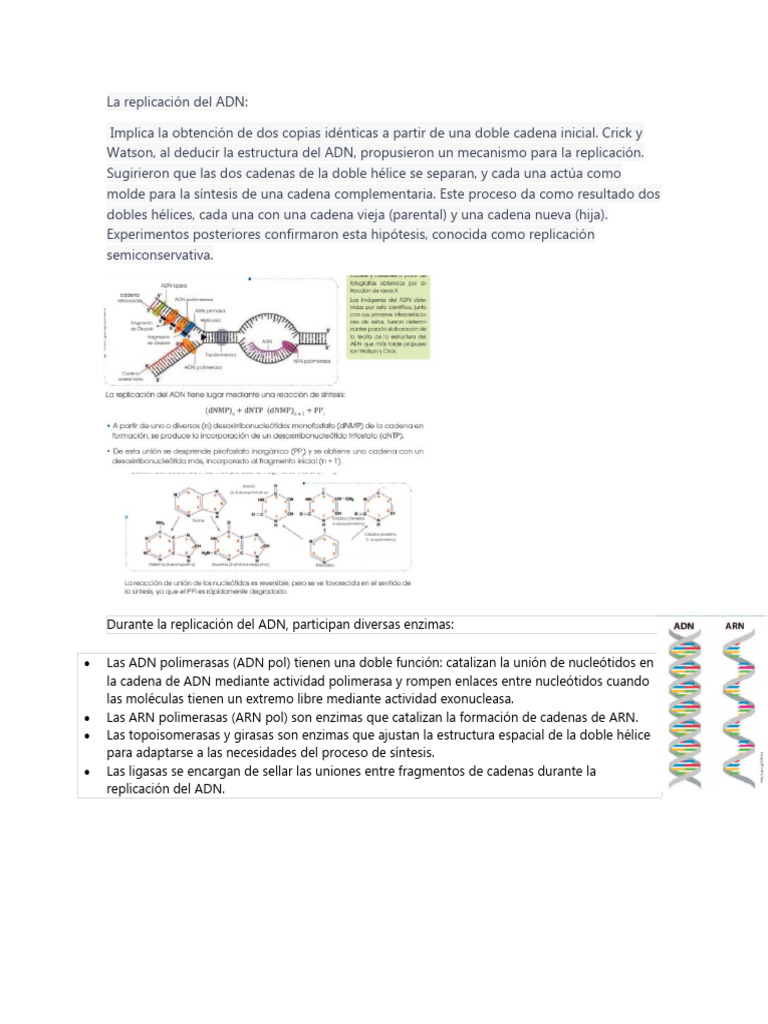 Resumen de La Pag, 22,23,24 y 25 | PDF | Replicación De Adn | Adn