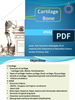Cartilage Bone (2566)